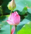 伏羊节2020年哪天(伏羊节几月几日)